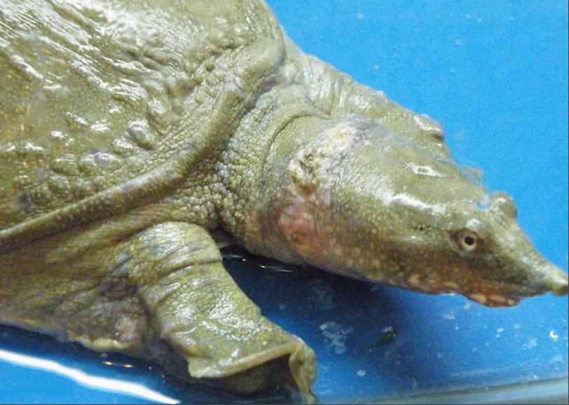 恒河鳖为啥无人敢吃,中国的恒河鳖