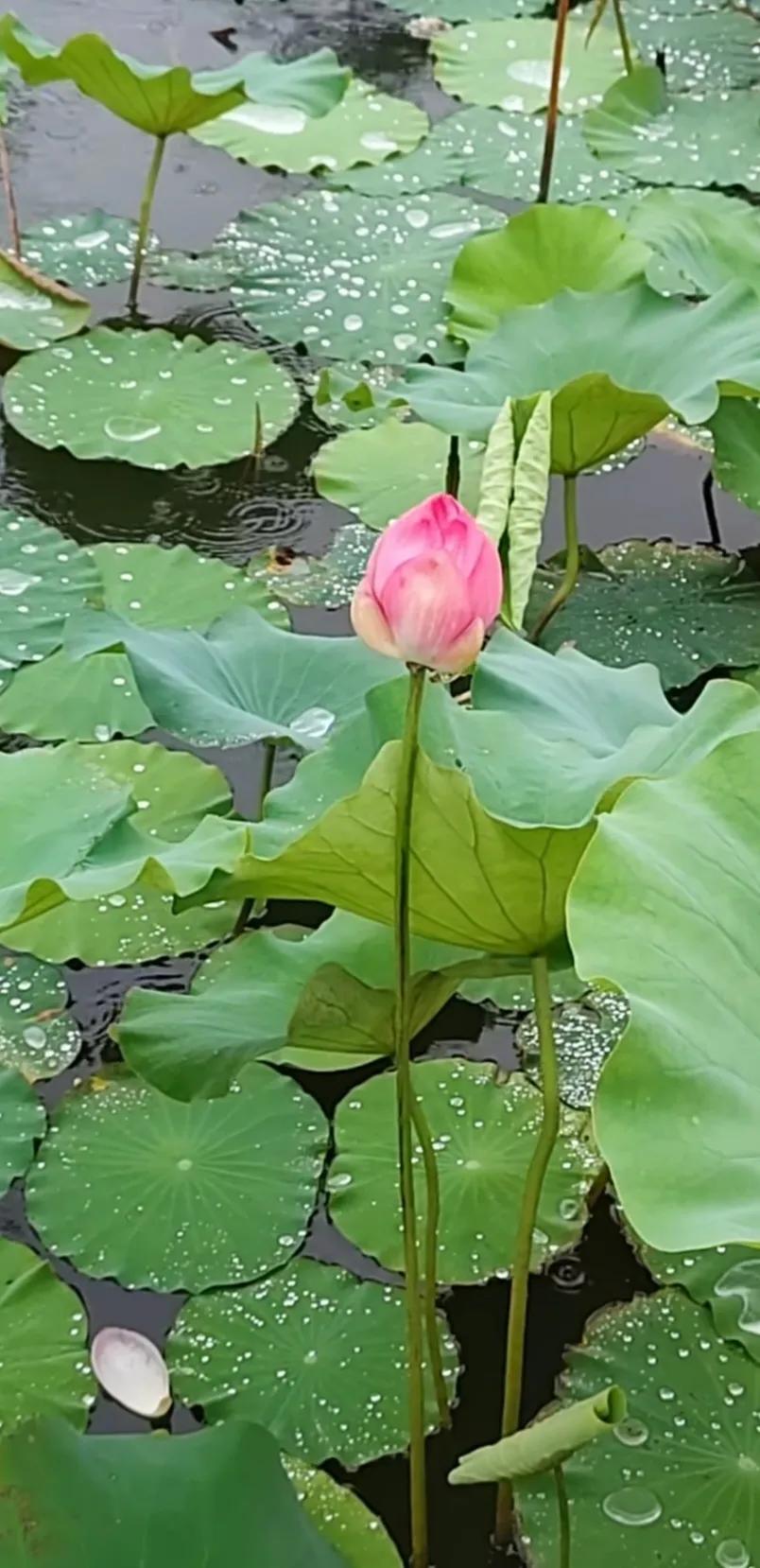 分享一组荷花图,分享一张你与荷花的照片