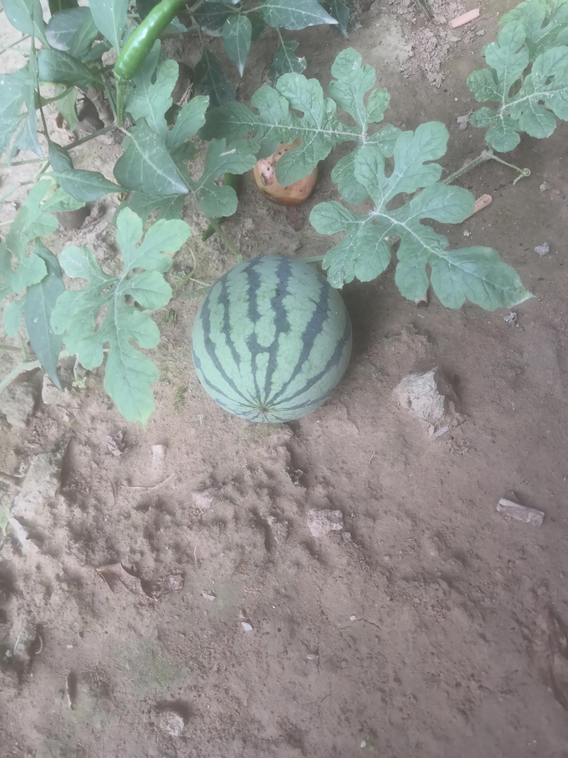 要男人有什么用经典语录,我要男人有何用完整版