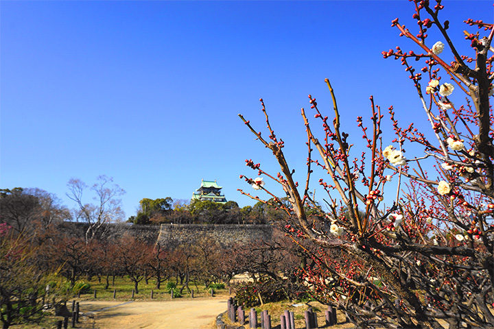 来大阪城梅林感受春天的到来