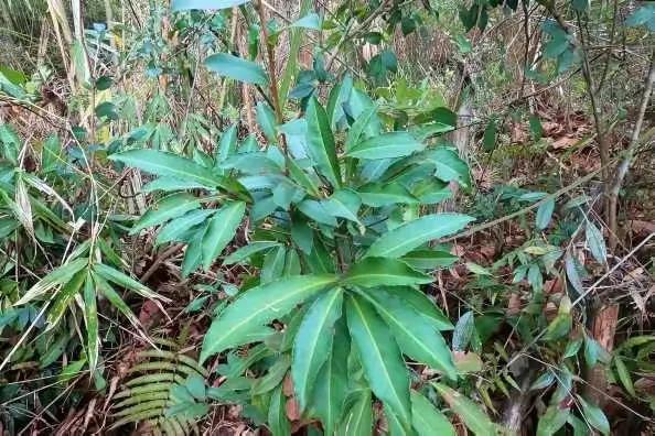 山上1种珍贵植物，人称“黄金万两”，种盆栽是一绝，遇见就是福