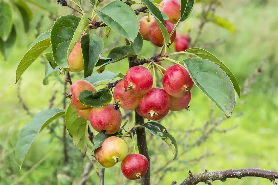 蔷薇科水果是什么,蔷薇亚科著名水果