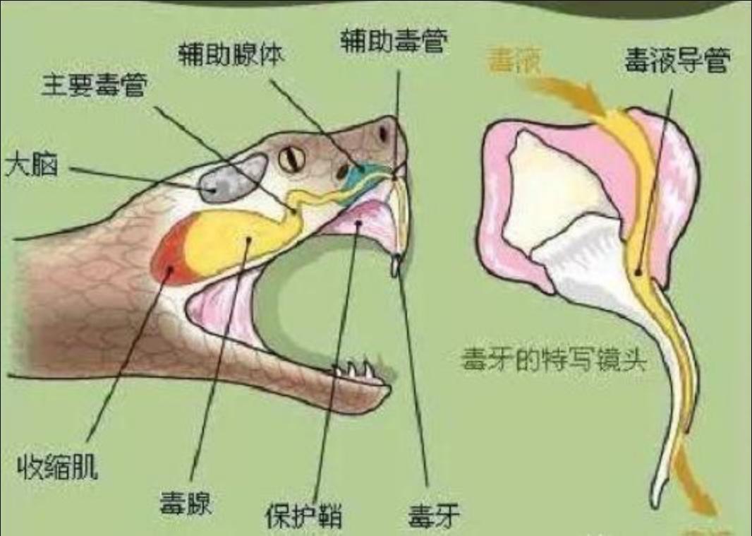 还敢随便杀蛇吗？被砍下的蛇头还能咬人，难道蛇死了还会*仇报**？