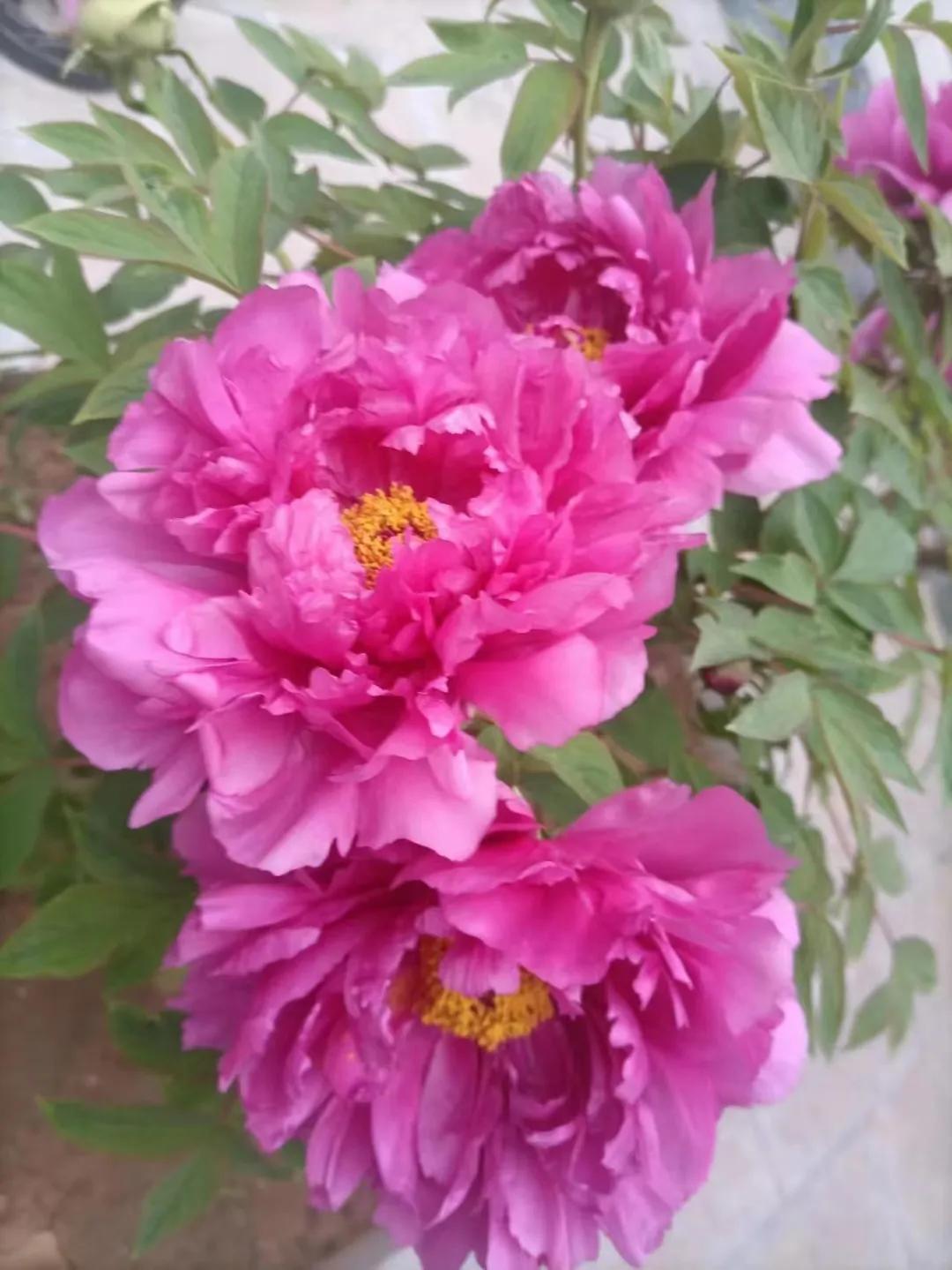 差旅费报销会计核算,差旅费由会计核算吗