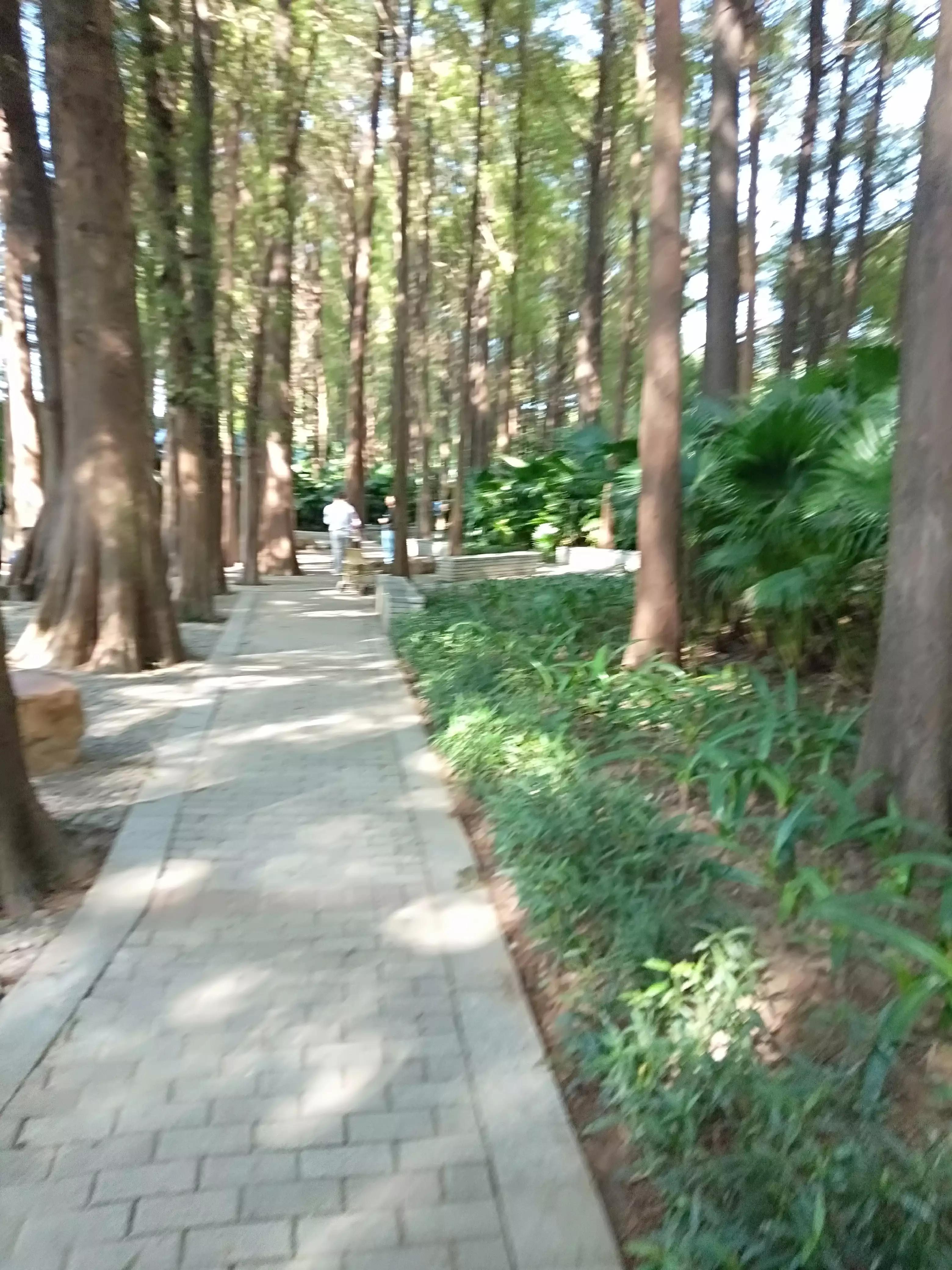 深圳洪湖公园冬季景色,冬天的洪湖公园