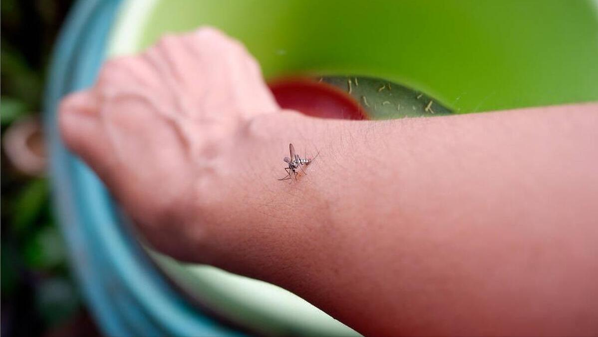 我是a血型为什么蚊子总是咬我,同样血型蚊子为什么只咬我