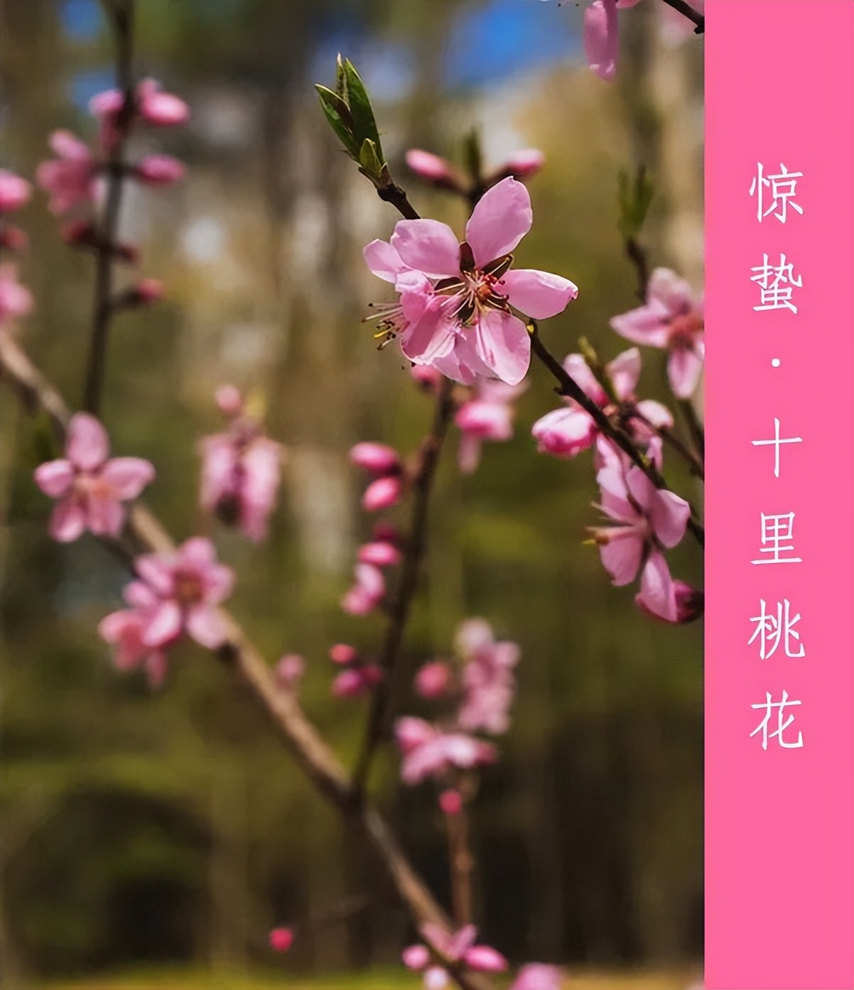 三月春光如诗如画,如诗如画的三月阳春