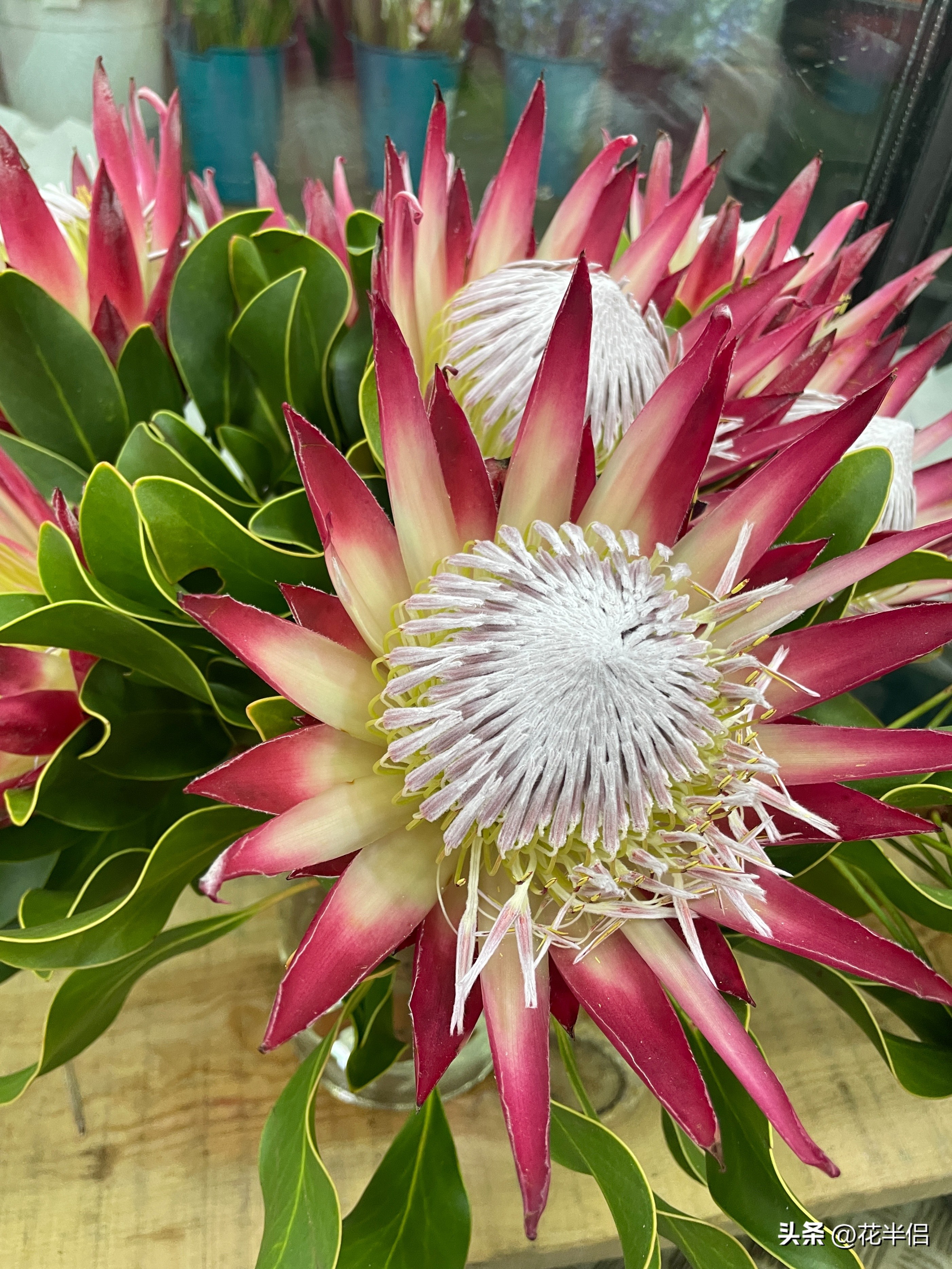 名贵花卉帝王花,帝王花中的稀有品种