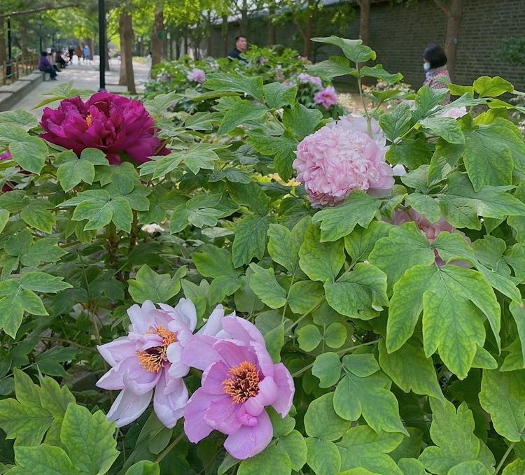 小众公园北京,北京欧式小众公园