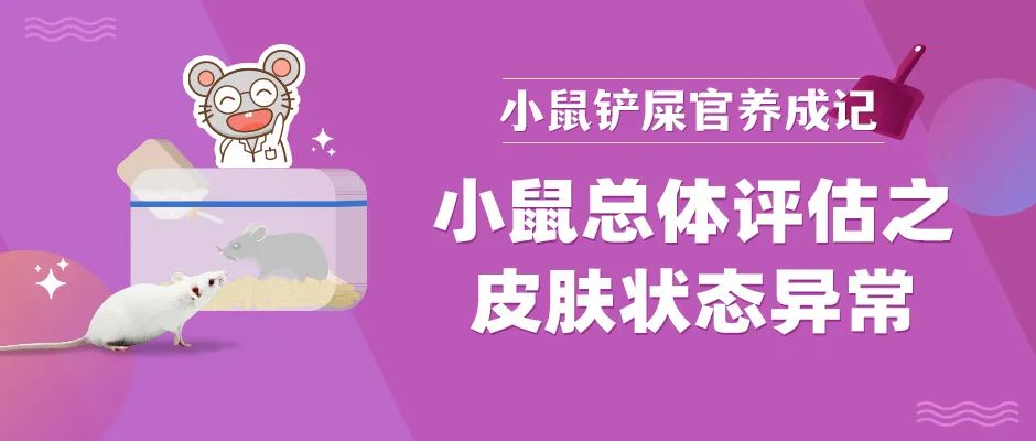 小鼠急救方法,小鼠突然没有活力怎么办