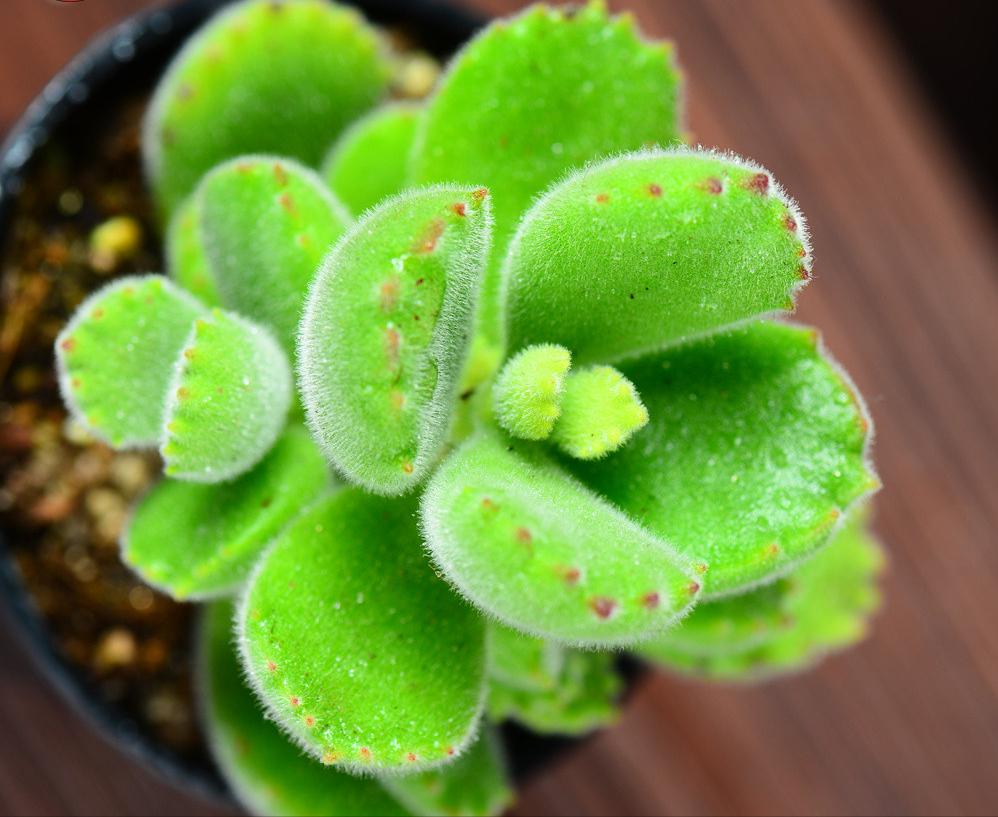 自带香味的叶子,有肉香的叶子