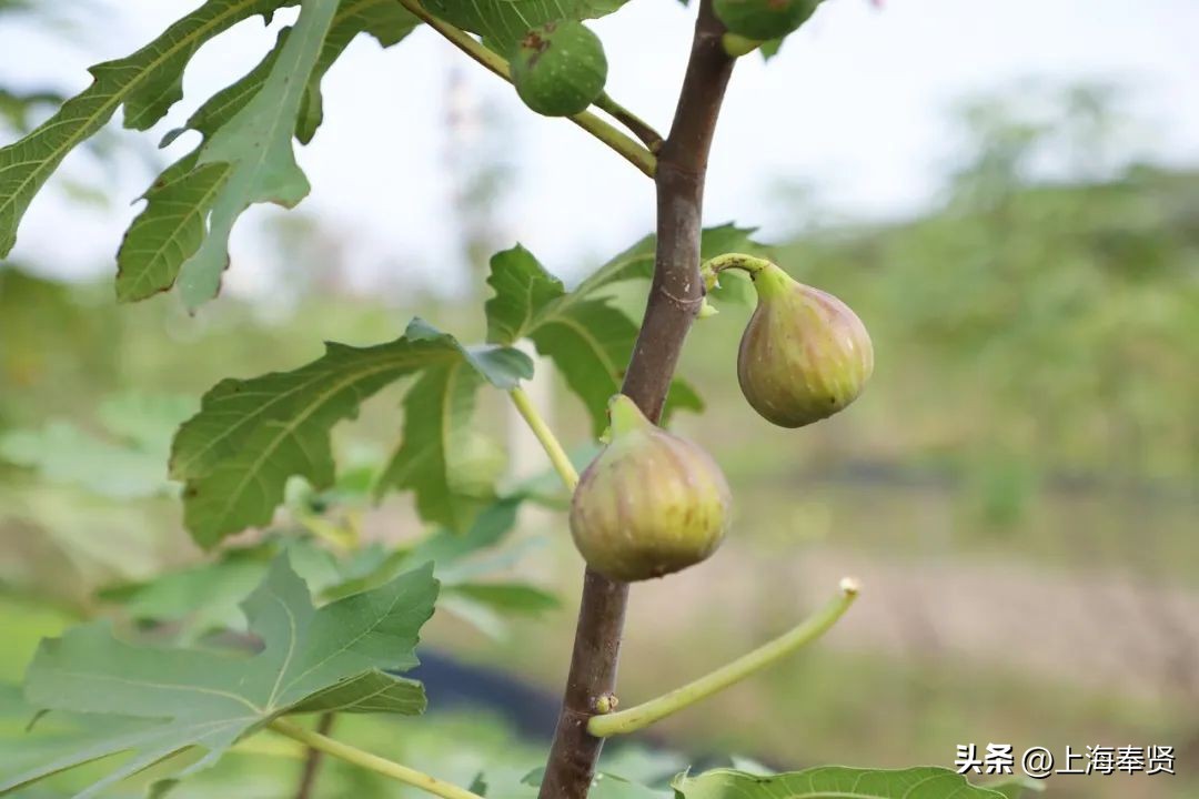 无花果的十大经典吃法,无花果的新吃法大全