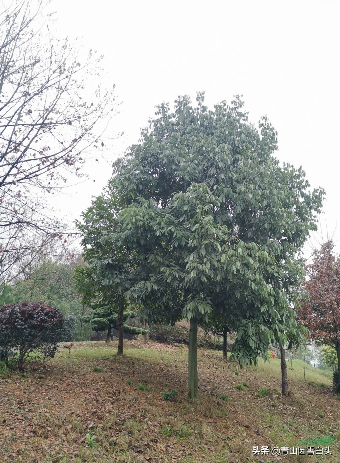 花榈木用途,精品花榈木
