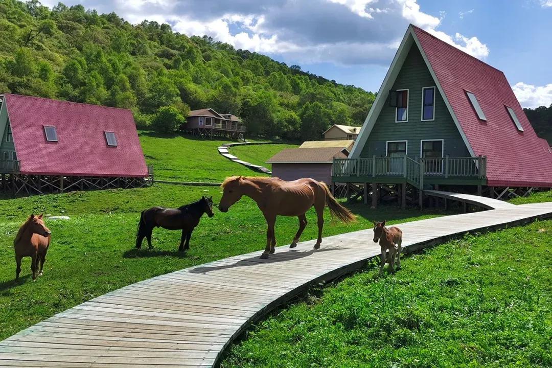 关山牧场免费露营,关山牧场户外露营