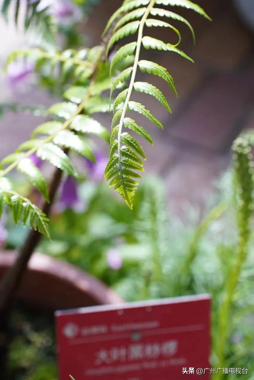 2023年全国兰花展预告,世界上最好看的兰花展