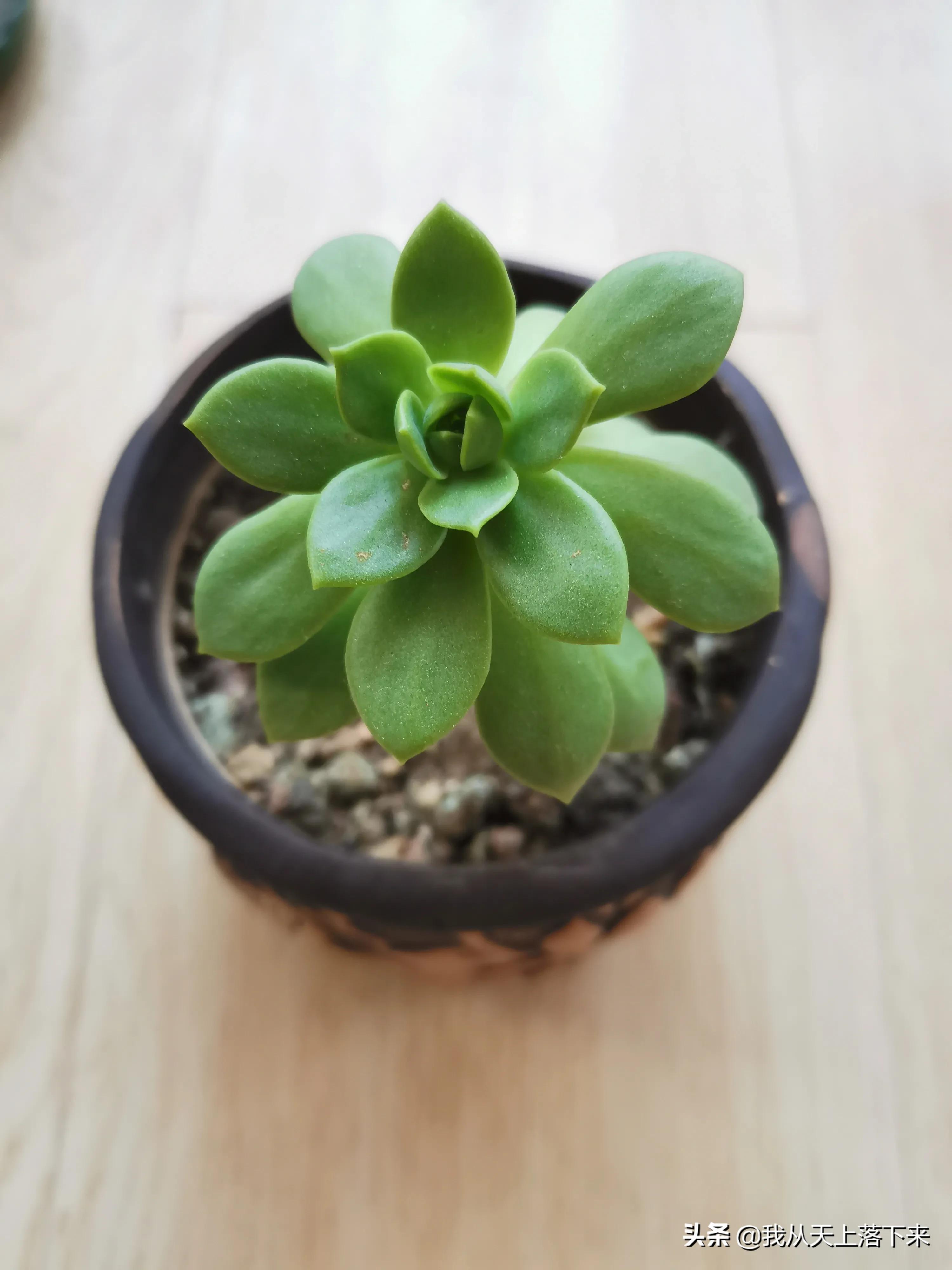 多肉品种及图片大全欣赏,多肉品种辨别图片大全欣赏