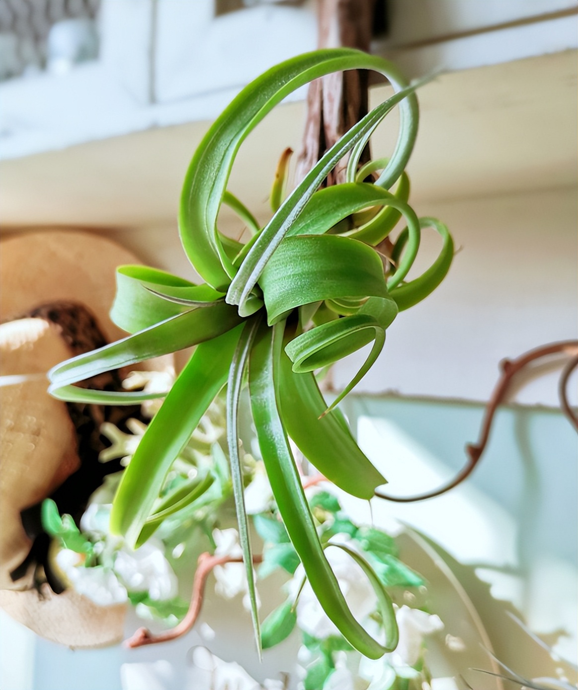 浇水后兰花盆底还是积了少量的水,给花浇水水全部从底部流走