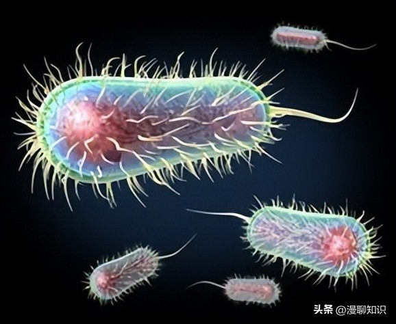 鸡源欧文氏菌是什么？关于它的分离鉴定及耐药基因检测