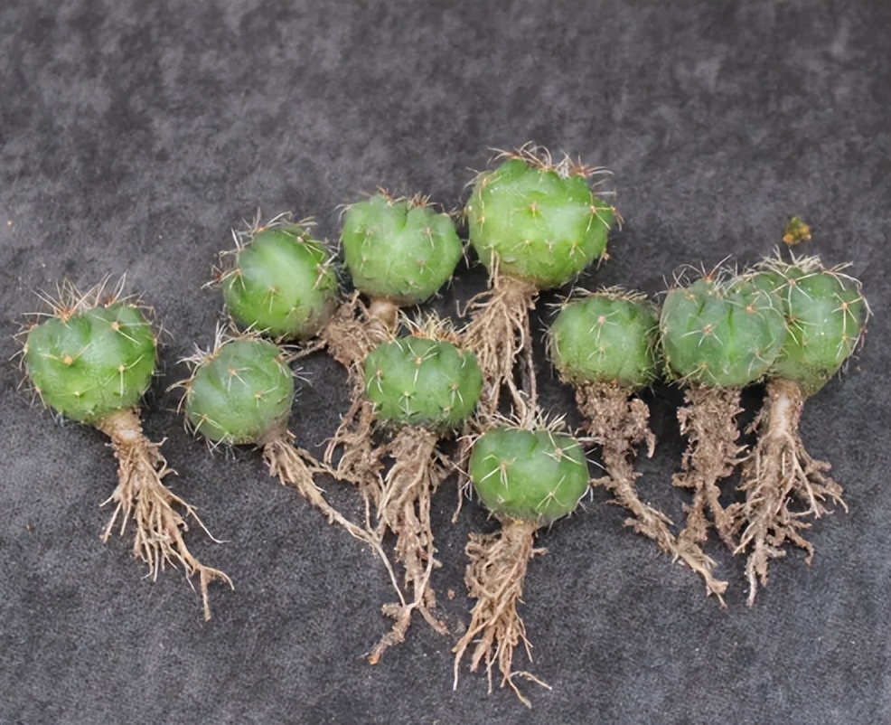 仙人球换盆的正确方法,仙人球换盆最佳方法