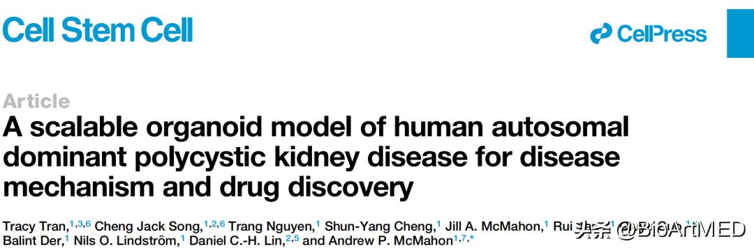 高通量体外类器官平台助力多囊肾病新药研发