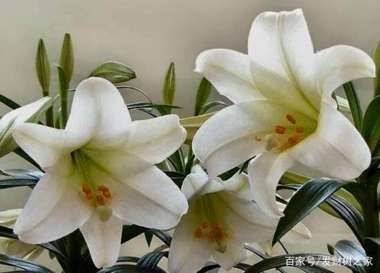 哪种花的花语适合送自己,什么花适合送朋友花语是什么