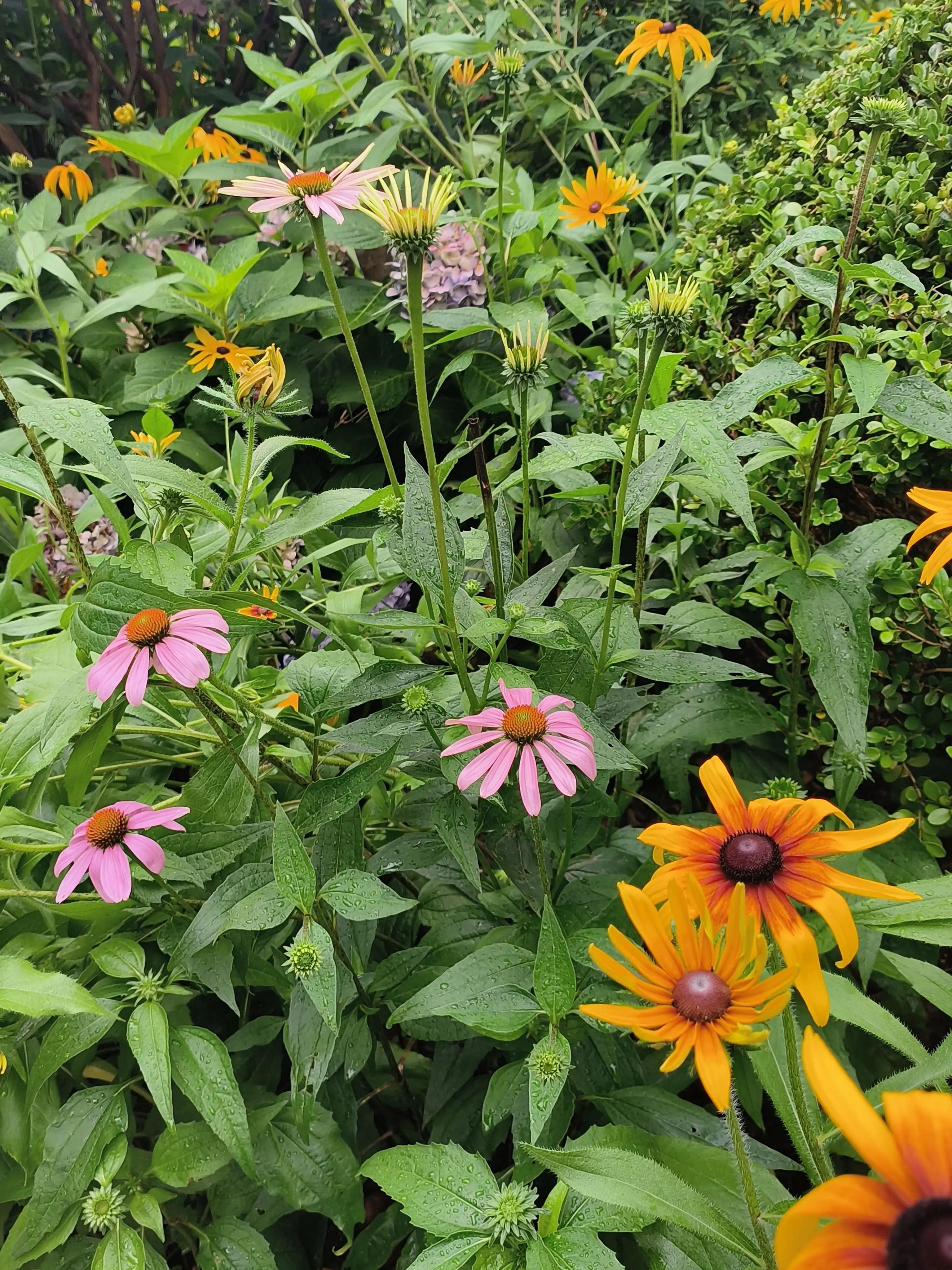 七夕花花合集,粉色花花合集