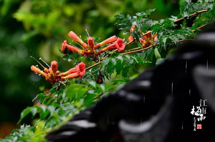 「新梦文学」同题专刊：东边日出西边雨】