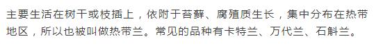 新手盆栽兰花最好选择哪些品种,适合家养的兰花品种有哪些盆栽