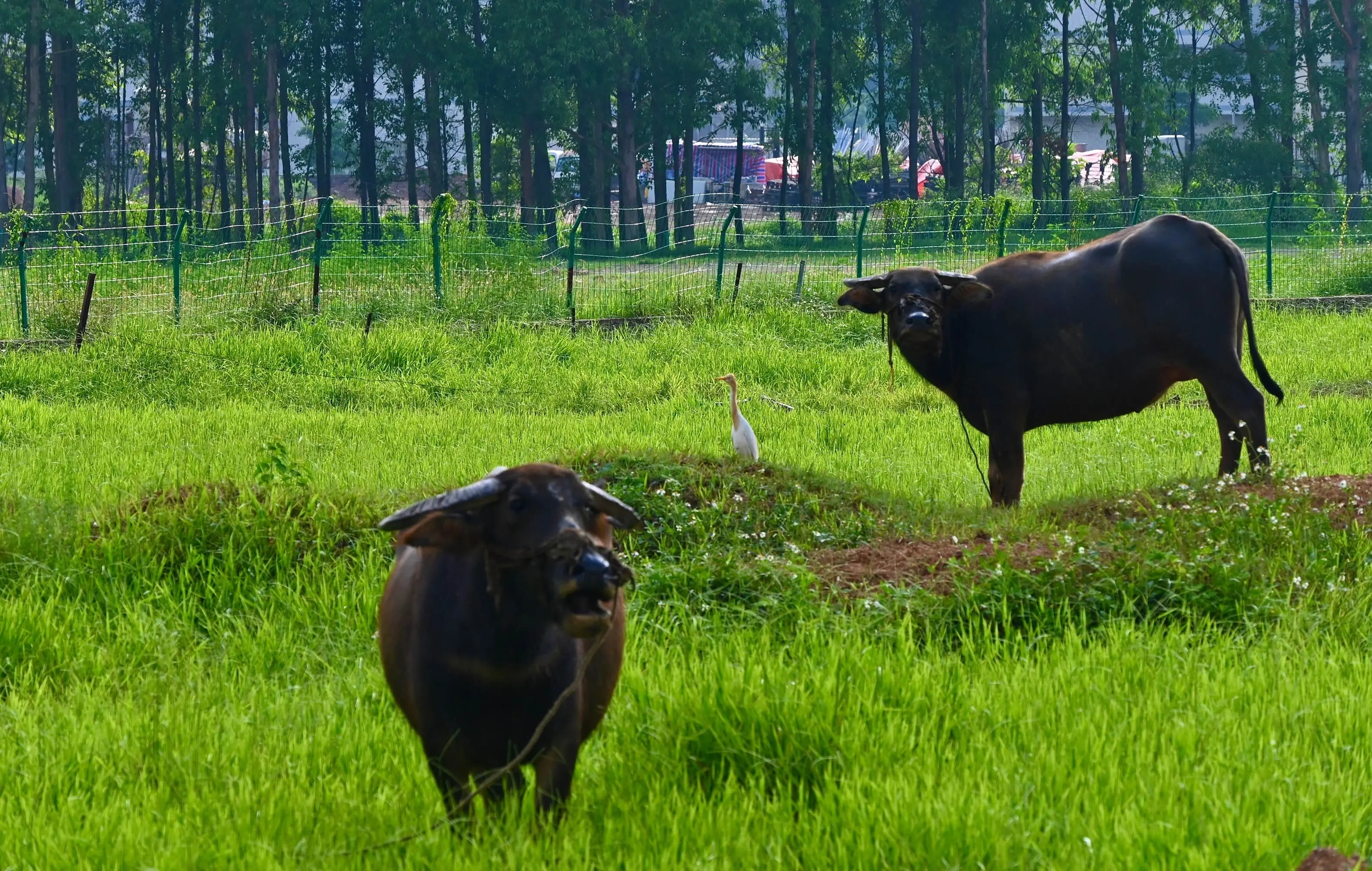 小朋友问为什么牛羊吃草会那么壮,为什么牛羊吃草还会长得这么肥