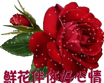 分享一束花图片,分享照片愿你遇到的都是美好