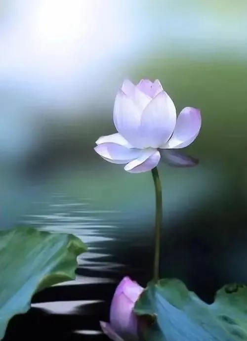 荷花散文朱自清,荷花散文朗读视频