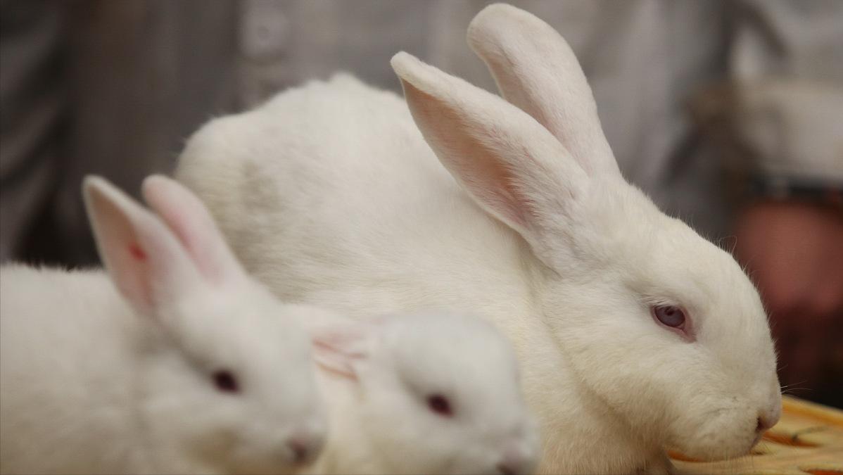 刚生下来的兔仔怎么管理,刚出生兔仔怎么人工喂养