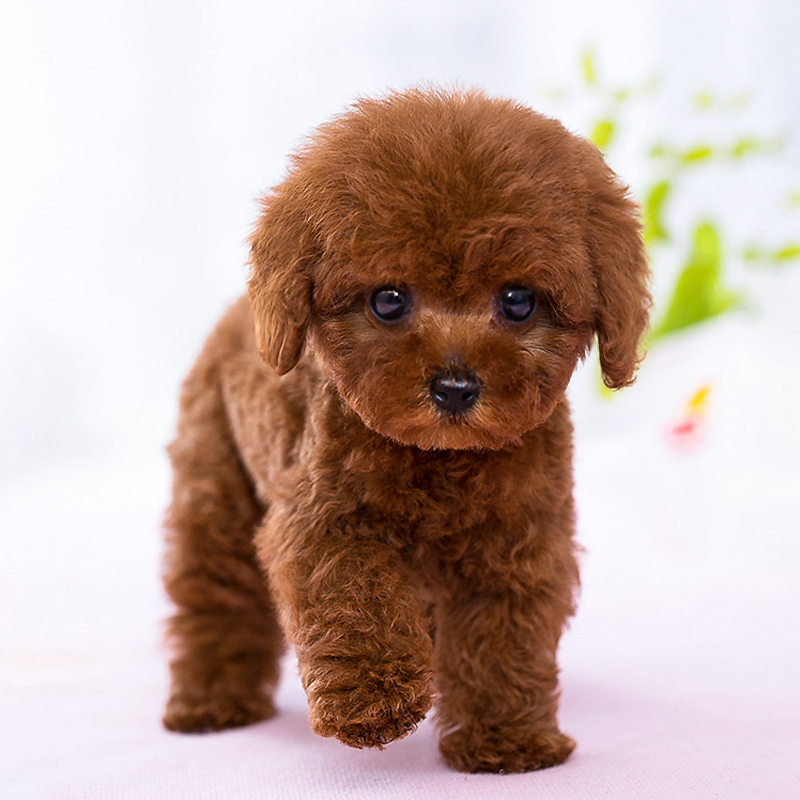 鉴别泰迪纯不纯,巧克力泰迪怎么看纯不纯视频