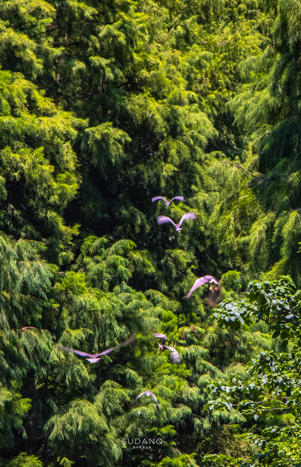 苏州吴江区六大名镇,苏州吴江最有发展区是哪里
