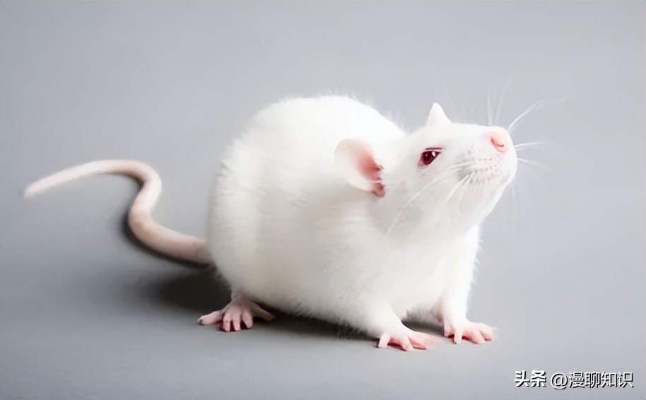 Sprague-Dawley大鼠是什么？关于它胃肠道微生物区系的研究