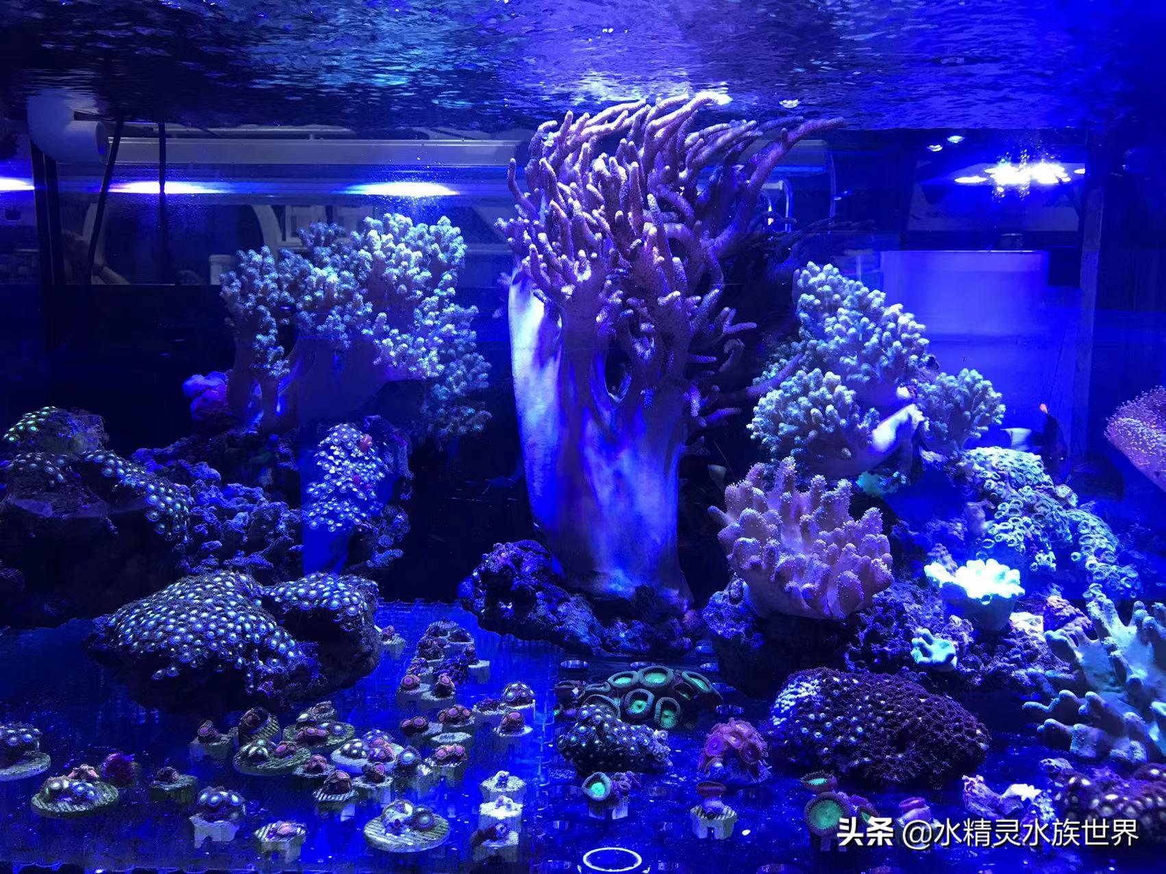 常见海水鱼品种介绍及饲养手册,人工饲养的食用海水鱼有什么