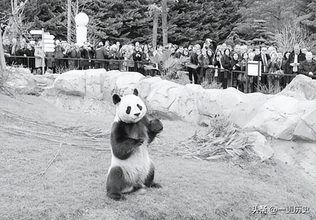 旅外大熊猫丫丫真实现状,旅居海外国宝熊猫