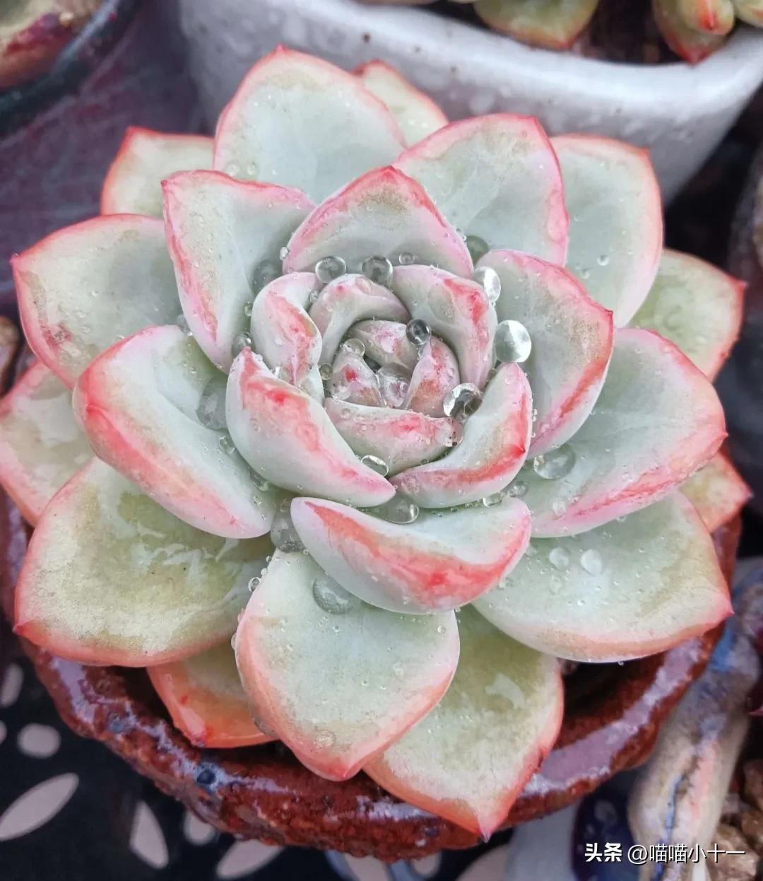 这10种多肉号称多肉界的奇葩,多肉最传统的100个种类