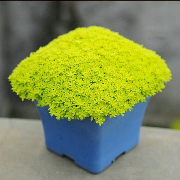 十二卷多肉的品种图鉴,100种多肉植物图片大全