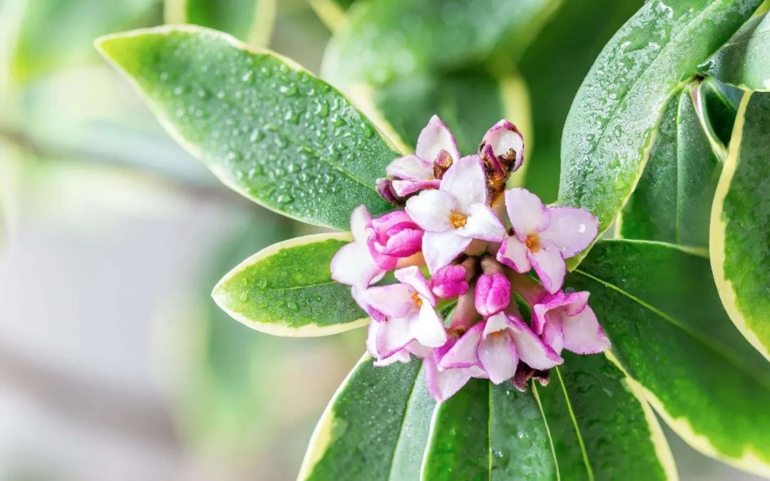 瑞香开始掉花怎么办,瑞香怎样避免落叶