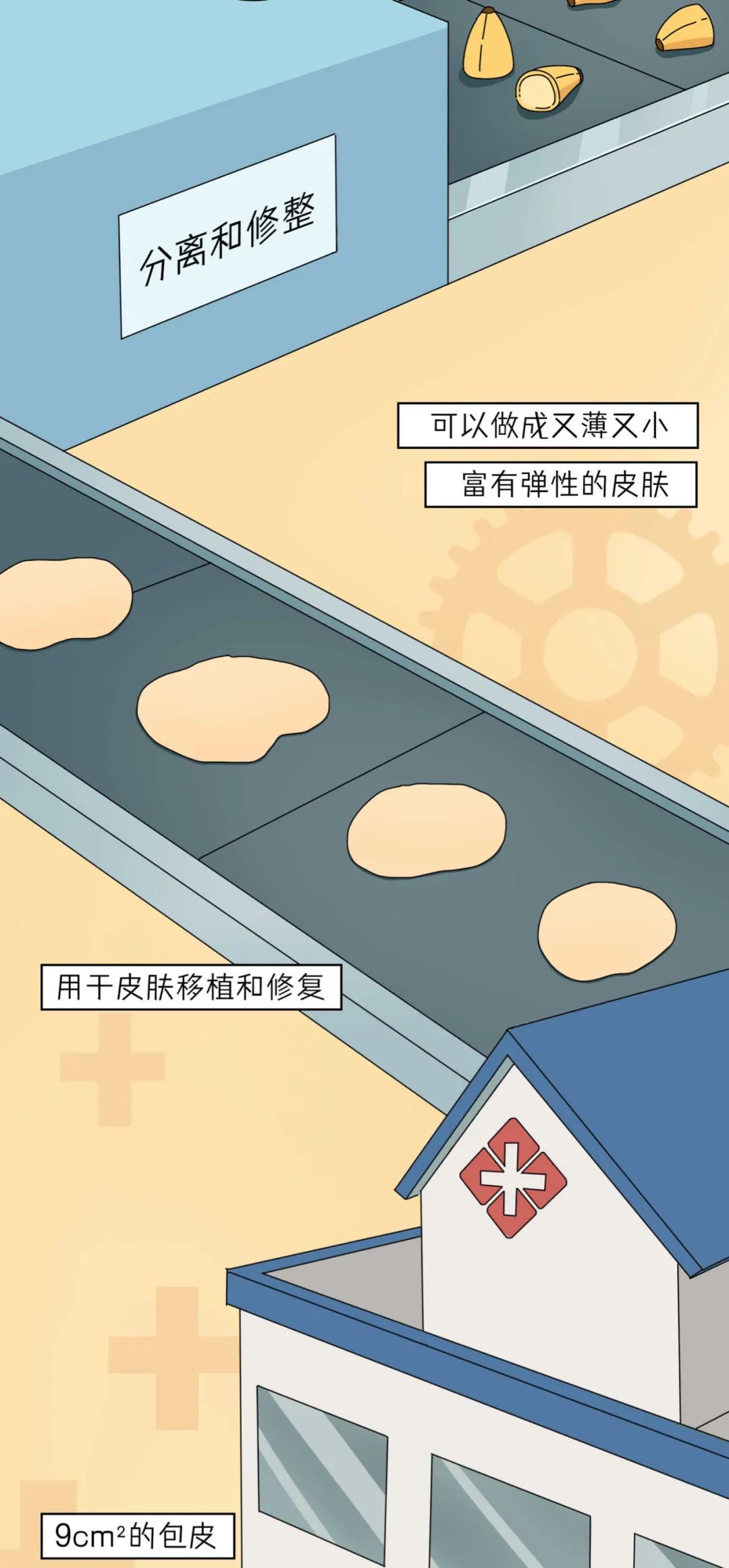 男人割了包皮,男生割下来的包皮怎么处理