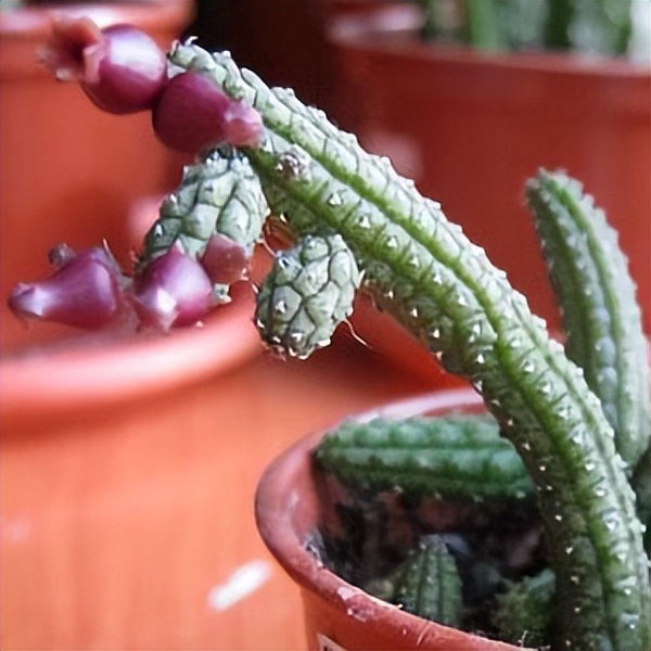 102个大类近500个多肉植物图片，都极其美丽，建议在家中也养一盆