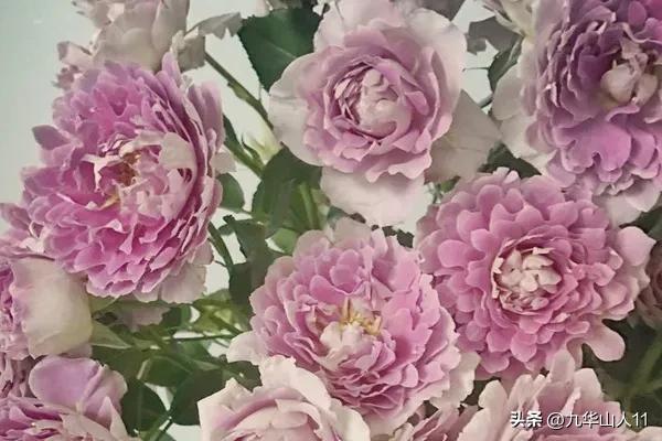 藤本月季品种列表,小型的藤本月季品种