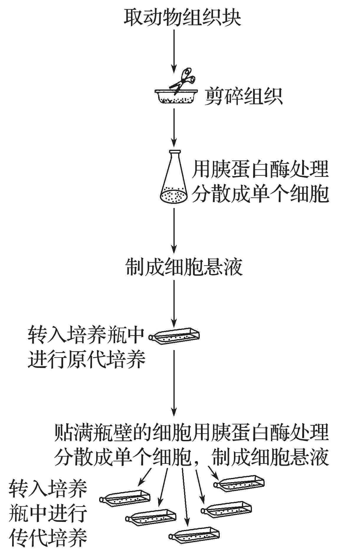 细胞工程易错知识点,高中生物细胞必背知识点