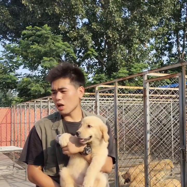 去买狗该注意的地方,一定要擦亮眼睛