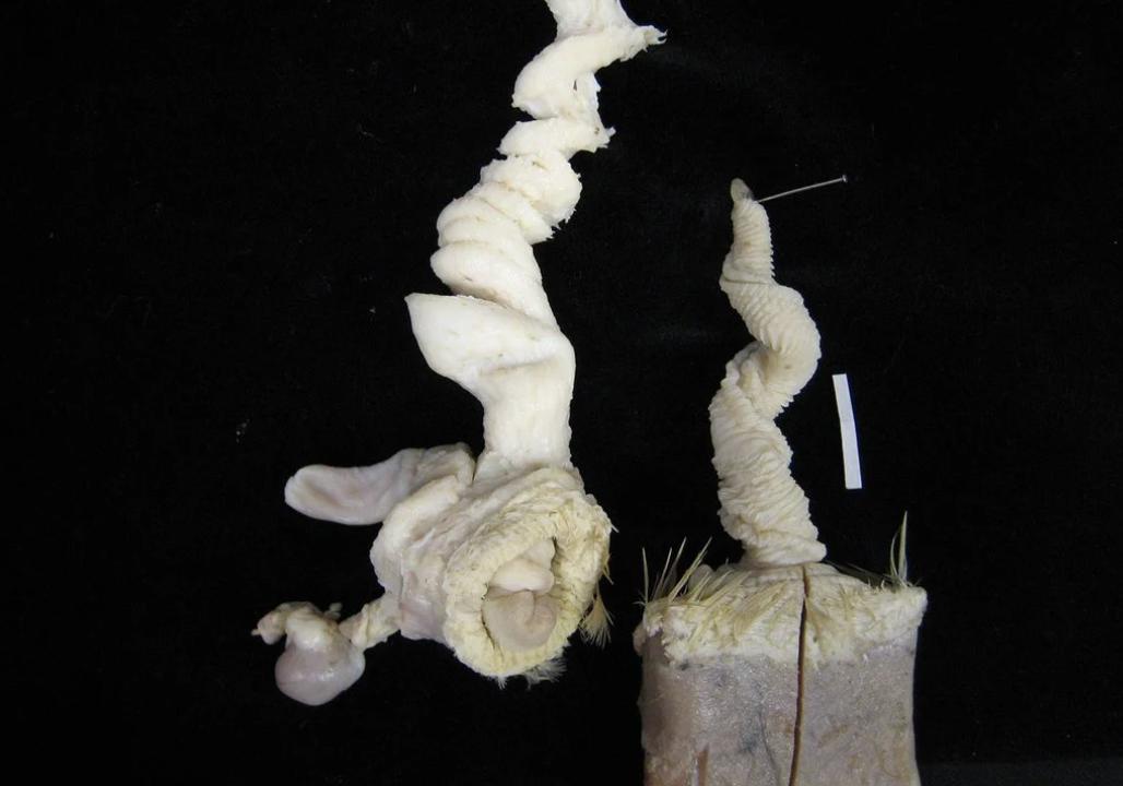 招黑网红现状,被黑最惨的网红