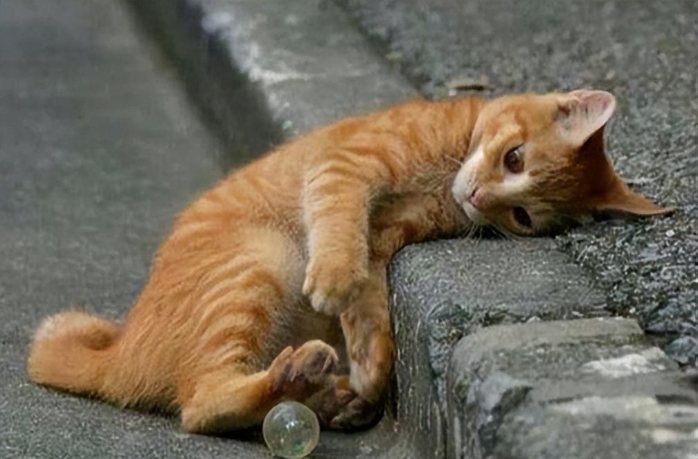 小公猫绝育有什么注意事项,绝育猫知识科普