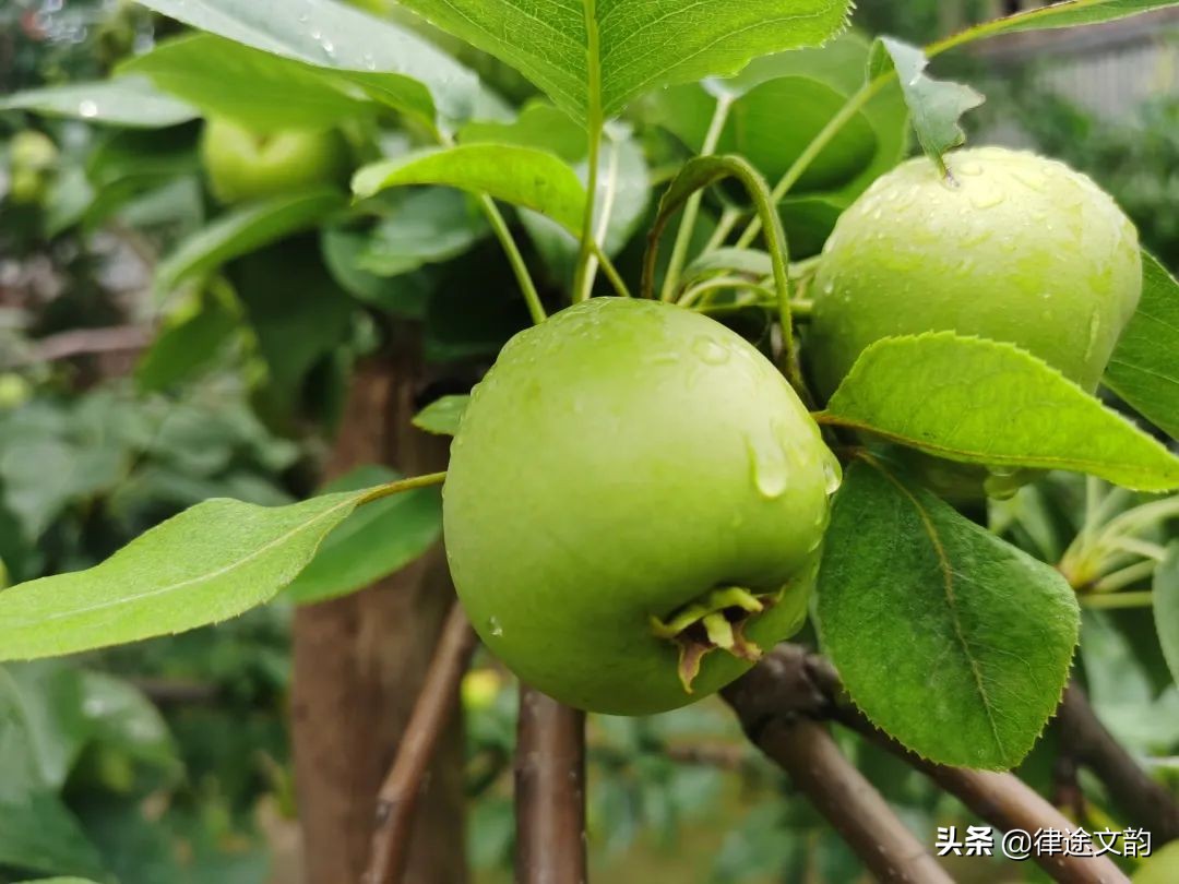 读田园诗句，放松夏日的烦热