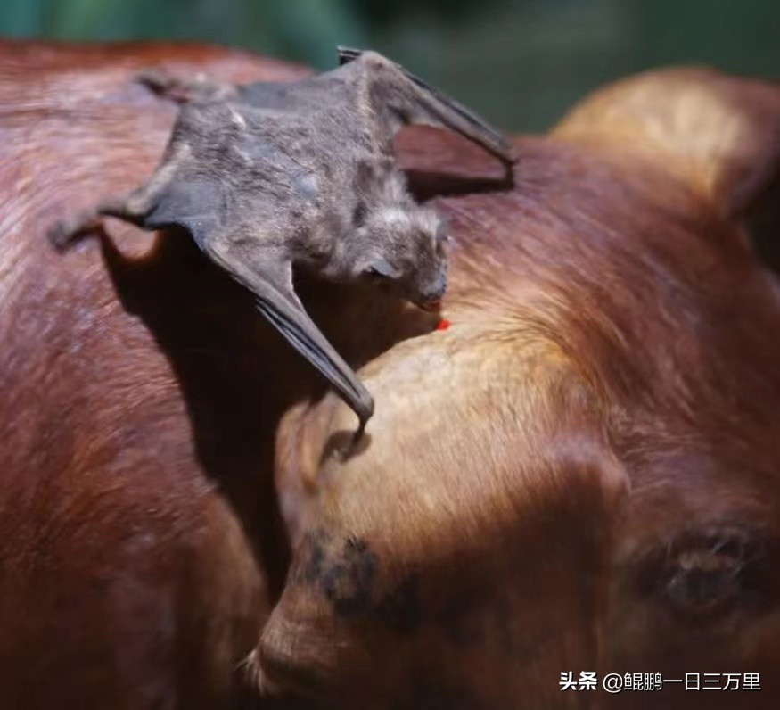 唐山陈继志犯罪团伙成员名单,唐山老赖陈继志