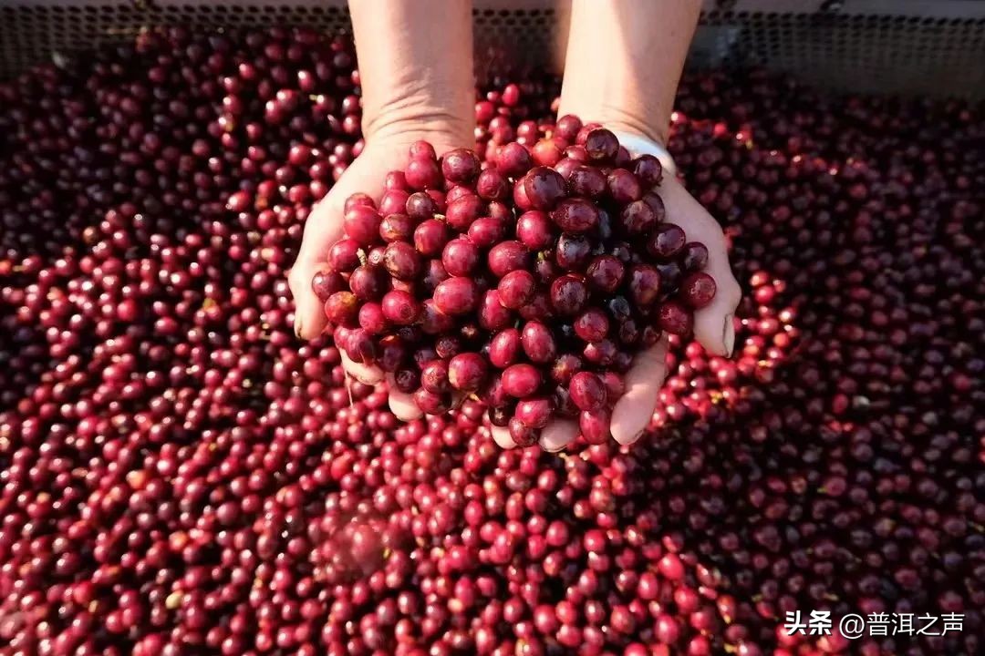 普洱咖啡主题电影《一点就到家》荣获华表奖优秀农村题材影片奖